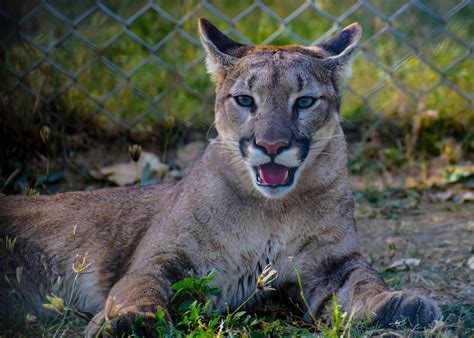 Cougar Photos, Download The BEST Free Cougar Stock Photos & HD Images