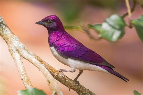 10 Purple Bird Species (A Must-See List with Information)