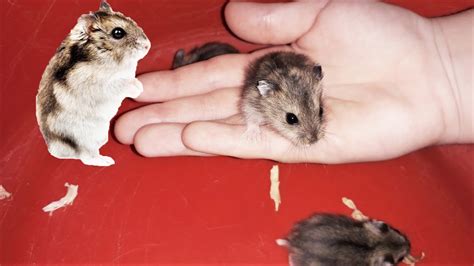 Хомячкам 1 месяц! Впервые гладим маленьких хомячков! Лизушкины питомцы ...