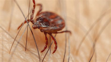 Ticks – Toro Pest Management