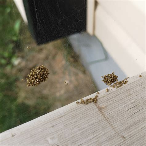 Are spiders born knowing how to build a web? - Nature Alberta