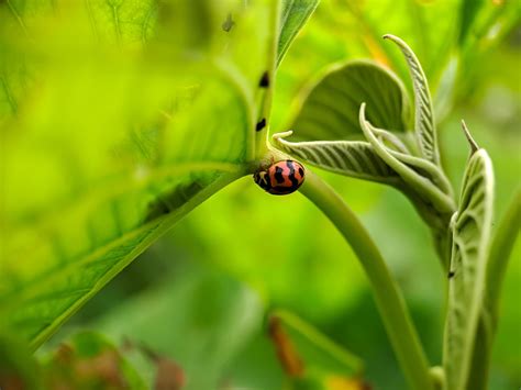 Cheilomenes is a genus of Coccinellidae ladybugs. they are big typical