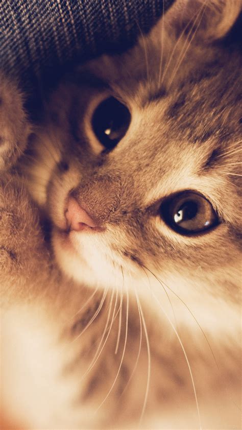 Pet Friendly Mobile Homes For Rent In Asheville Nc