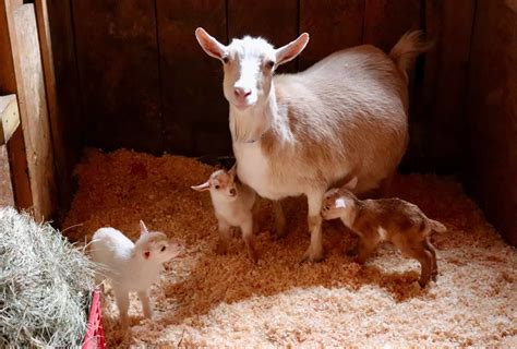 Baby Goats in Pajamas at Maine Farm [VIDEO]