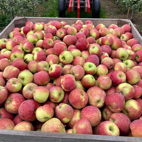 jonagold appel  kasseitje