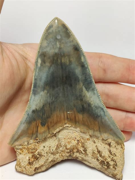Help to Identify Big Shark Tooth - Fossil ID - The Fossil Forum