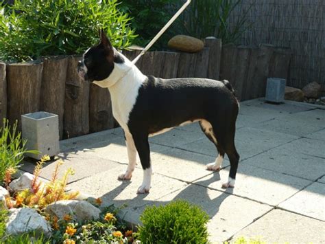 Bostonský teriér - Boston terrier - CHS Aeibs