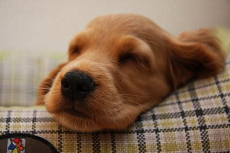 royalty  photo golden retriever puppy pickpik