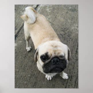 Funny Pug Posters | Zazzle