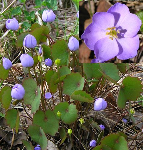 Джефферсония (Jeffersonia dubia) | molbiol.ru