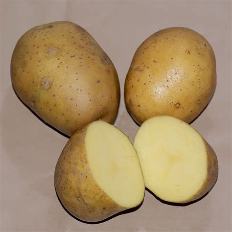 Læggekartofler Marabel 1-2 kg. - Urtegartneriet