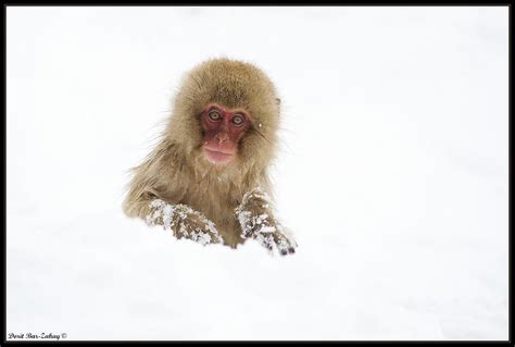 Японский макак (лат. Macaca fuscata)