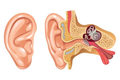 Know The Structure of Human Ear