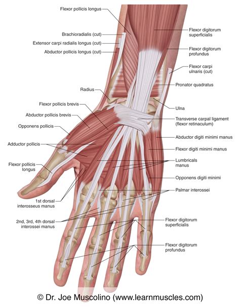 muscles   anterior hand superficial view learn muscles