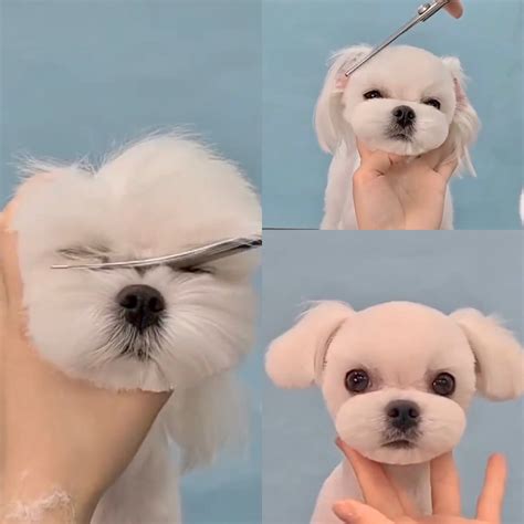 Adorable Maltese Puppy Getting a Haircut