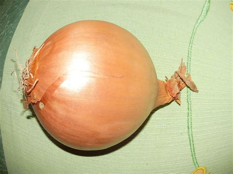 Das Rätsel Nr. 2 ist gelöst: Es ist eine Zwiebel - Reutte