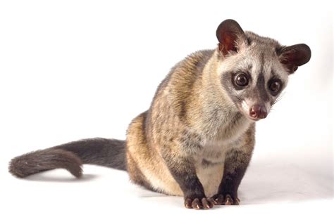 Musang Pandan Ekor Putih