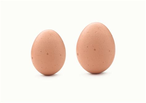 telur besar  telur kecil   cocok bagi horeca agrosari farm