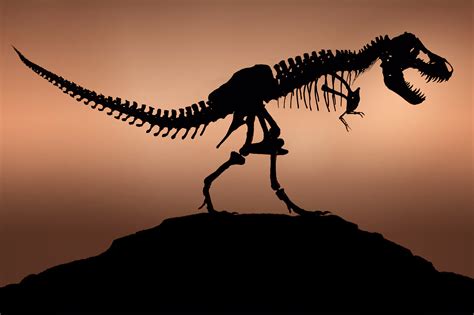 Major Transitions in Evolution – VideoNeat