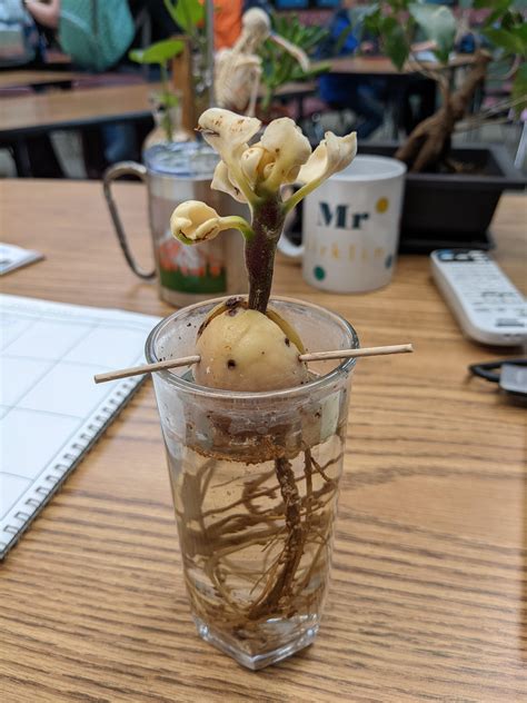 Holy Avocado! (Is that the phrase) why does my avocado tree have these