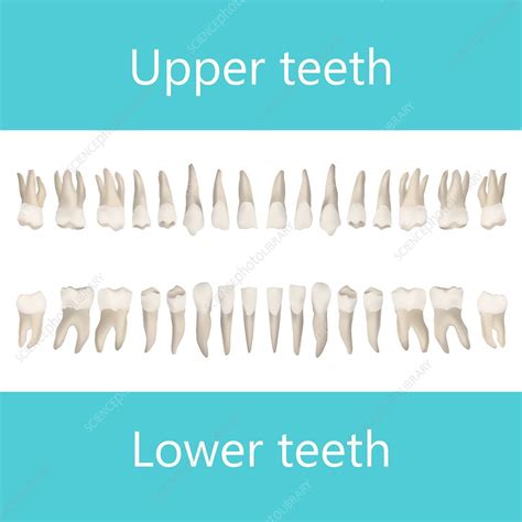 upper   adult teeth illustration stock image