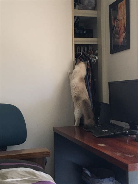 Ragdoll cat coat is getting darker and dark spots ? : r/ragdolls