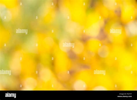 yellow  nature  res stock photography  images alamy