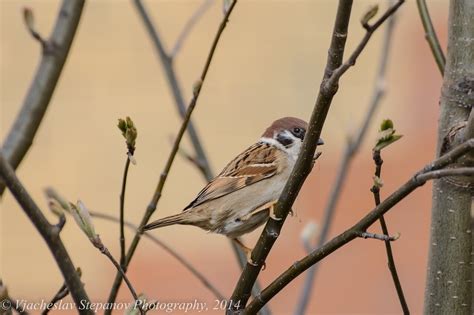Полевой воробей (Passer montanus)