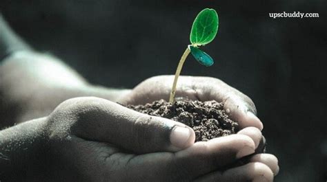 Essay on Afforestation for Students in English [Easy Words]