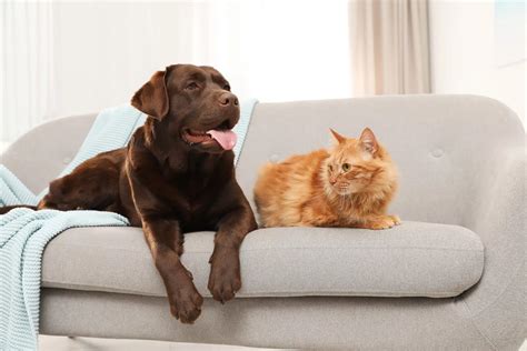 Pet Proofing Your Home: Easy Tips & Tricks - PD Insurance