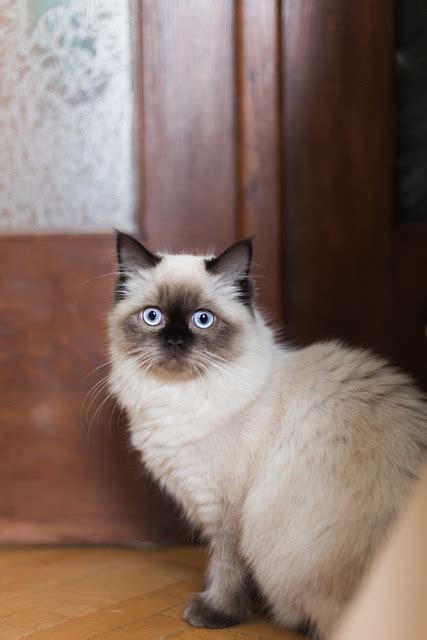 Cat Feline Ragdoll - Free photo on Pixabay - Pixabay