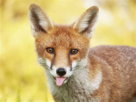 13.400+ Fotos, Bilder und lizenzfreie Bilder zu Fuchs Augen - iStock