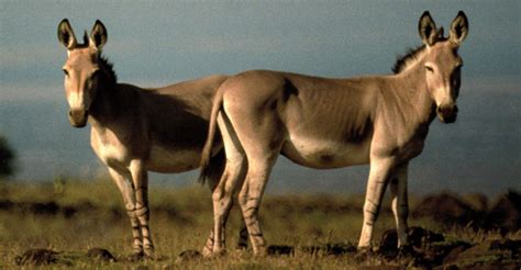 Equus africanus | CMS