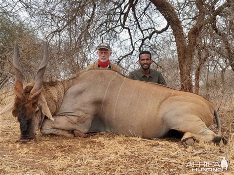 Patterson's Eland Hunt Tanzania | AfricaHunting.com