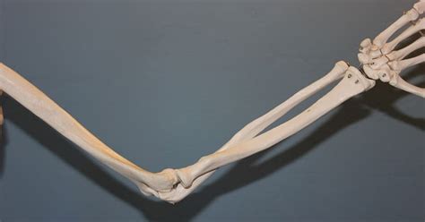 Ossos do braço - Toda Matéria
