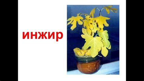 Комнатные Цветы Презентация Для Детей - gotovimda70
