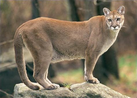 cougar alchetron   social encyclopedia