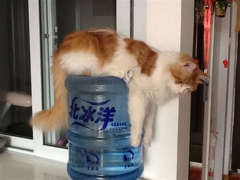 Funny Cat pose | Cool cats, Cat pose, Cats