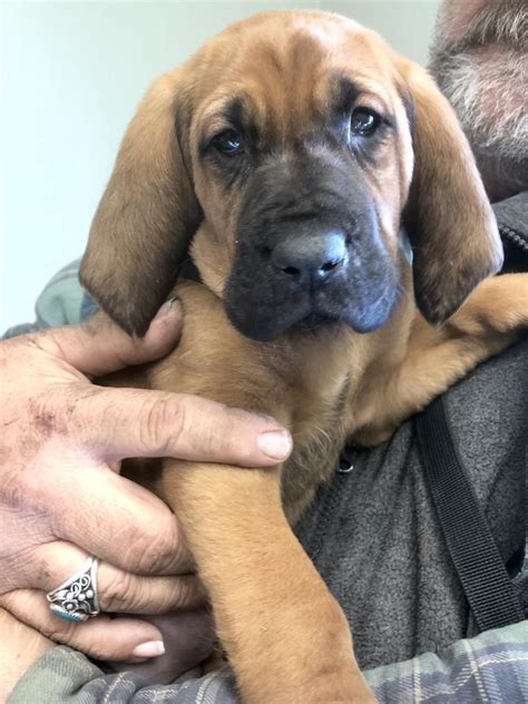 Bloodhound