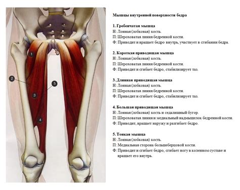 ваших тазобедренных сустава имеют необходимый диапазон движения вы ...