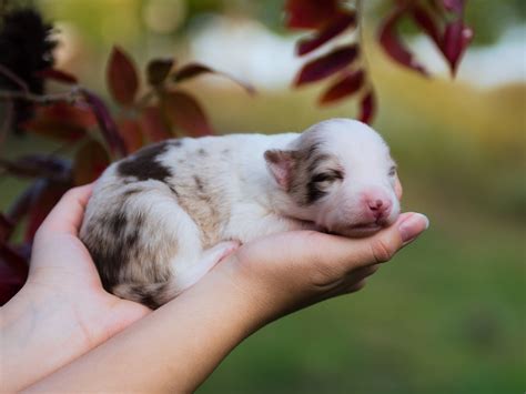 Red Merle Female Border Collie Puppy | Health Tested & Registered