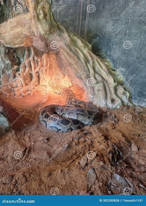 Rattlesnake Snakes Under Trees and Leaves Stock Photo - Image of deadly
