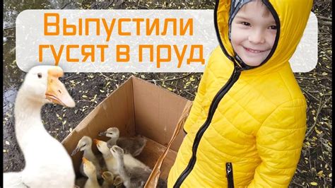 Выпустили гусят в пруд! Гусыня начала щипать гусят! - YouTube