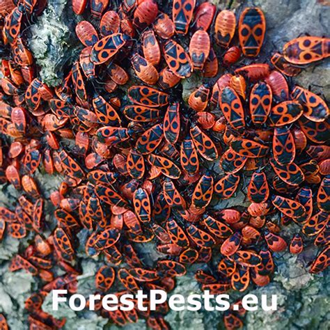 Cifruša bezkrídla / Pyrrhocoris apterus