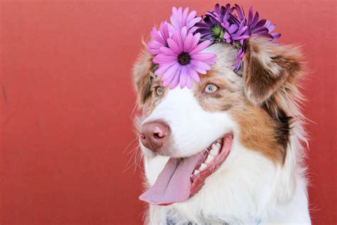 I cani belli: quali sono le 10 razze esteticamente più belle e desiderate