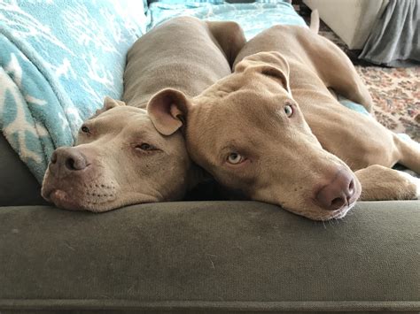 Dottie and Cecil, our sweet rescue pit mixes. We didn’t plan to have
