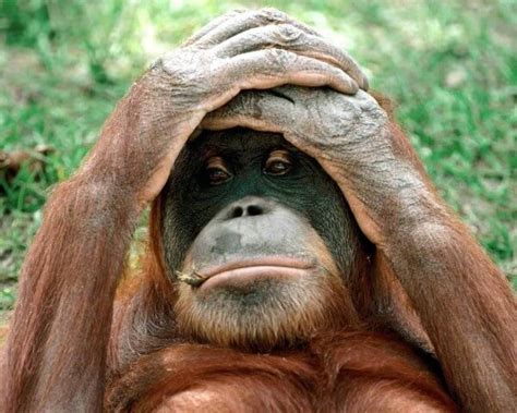 53 Funny Monkey Pictures That Prove Monkeys Are Just Little Babies