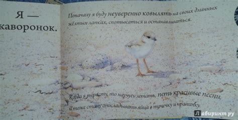 Книга: Кто спрятался? - . Купить книгу, читать рецензии | Лабиринт