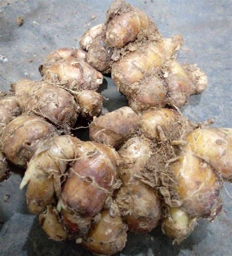 kencur pilihan fresh  kg lazada indonesia