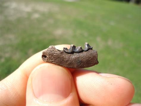 Rare American Mink Mandible with Two Teeth | Recently Sold | FOSSILS ...